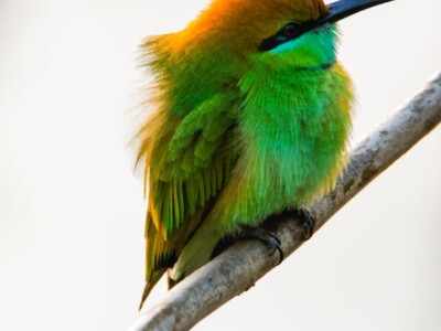 Green Bee-eater (Merops orientalis)