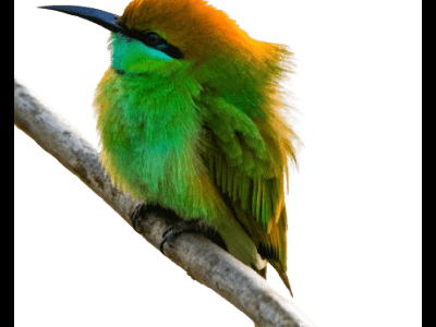 Green Bee-eater