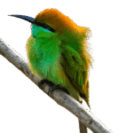 Green Bee-eater