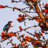 White-throated Kingfisher (Halcyon smyrnensis)