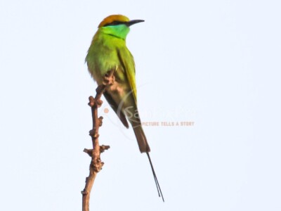 Green Bee-eater (Merops orientalis)
