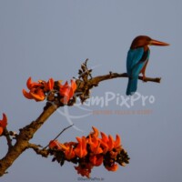 White-throated Kingfisher (Halcyon smyrnensis)