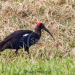 Red-naped Ibis (Pseudibis papillosa)