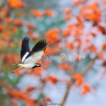 Red-wattled Lapwing (Vanellus indicus)