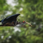 Red-naped Ibis (Pseudibis papillosa)