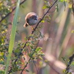 Yellow-eyed Babbler (Chrysomma sinense)