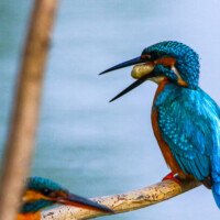 Common Kingfisher (Alcedo atthis), A striking kingfisher is caught mid-action as it regurgitates a “vomit ball” — a compact pellet made of indigestible fish bones and scales. Even nature’s most elegant hunters have their messy moments! A vivid blue and orange Common Kingfisher perched on a branch, regurgitating a small round vomit ball, with a soft water background.