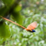 Indian Paradise Flycatcher