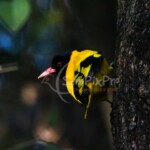 Black-hooded Oriole (Oriolus xanthornus)