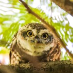Spotted Owlet (Athene brama)