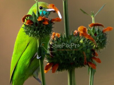 Golden-fronted Leafbird (Chloropsis aurifrons)