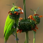 Golden-fronted Leafbird (Chloropsis aurifrons)