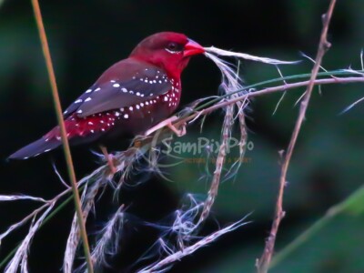 Red Avadavat (Amandava amandava)