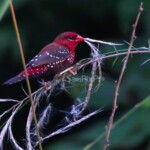 Red Avadavat (Amandava amandava)