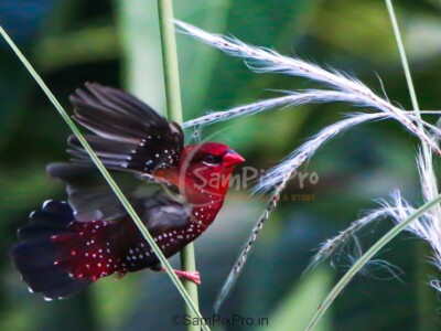 A dazzling Red Avadavat spreads its wings amidst tall grass, showcasing its brilliant red plumage and white-spotted beauty — a perfect moment of nature’s artistry captured by SanPixPro. Red Avadavat (Strawberry Finch) in flight among green grass, showing bright red plumage with white spots – wildlife bird photography by SanPixPro