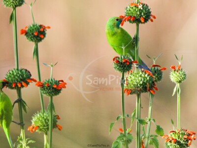 A radiant Golden-fronted Leafbird delicately feeds on wild orange blossoms, its emerald-green plumage glowing in the soft sunlight — a mesmerizing moment of color and life captured by SanPixPro. Golden-fronted Leafbird feeding on orange wildflowers, showing bright green plumage and golden forehead – wildlife bird photography by SanPixPro