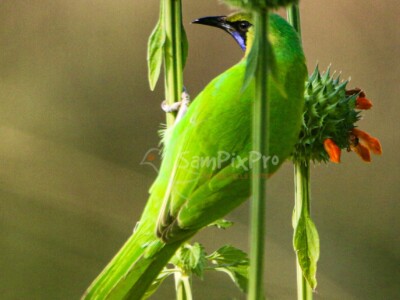 Golden-fronted Leafbird (Chloropsis aurifrons) Golden-fronted Leafbird perched on a flowering plant, photographed in natural light by SamPixPro.in in India.