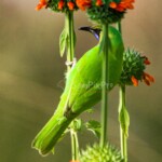 Golden-fronted Leafbird (Chloropsis aurifrons) Golden-fronted Leafbird perched on a flowering plant, photographed in natural light by SamPixPro.in in India.
