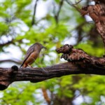 Chestnut-tailed Starling (Sturnia malabarica)