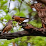 Chestnut-Tailed Starling