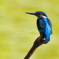 Common Kingfisher (Alcedo atthis)