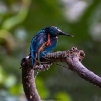 A brilliant Common Kingfisher rests on a branch above calm waters, its vivid blue and orange plumage glowing against the lush green backdrop — a perfect moment of stillness and beauty captured by SanPixPro. Common Kingfisher perched on a branch above water, showing bright blue and orange plumage with green blurred background – wildlife bird photography by SanPixPro