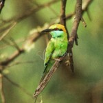 Green Bee-eater (Merops orientalis)