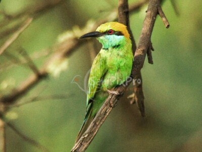 Green Bee-eater (Merops orientalis)