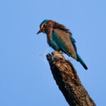 Indian Roller