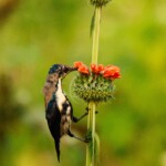 Purple Sunbird (Cinnyris asiaticus)