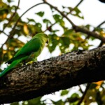 Rose-ringed Parakeet (Psittacula krameri)