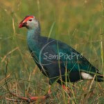 Gray-Headed Swamphen