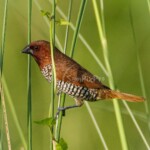 Scaly-breasted Munia (Lonchura punctulata)