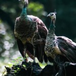 Indian Peafowl (Pavo cristatus)